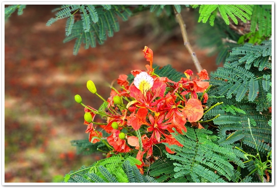 嘉義六腳鄉《王得祿墓園》鳳凰花一樹火紅的花朵‧伴隨太子太保長