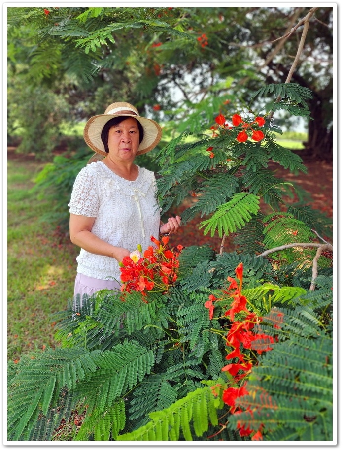 嘉義六腳鄉《王得祿墓園》鳳凰花一樹火紅的花朵‧伴隨太子太保長