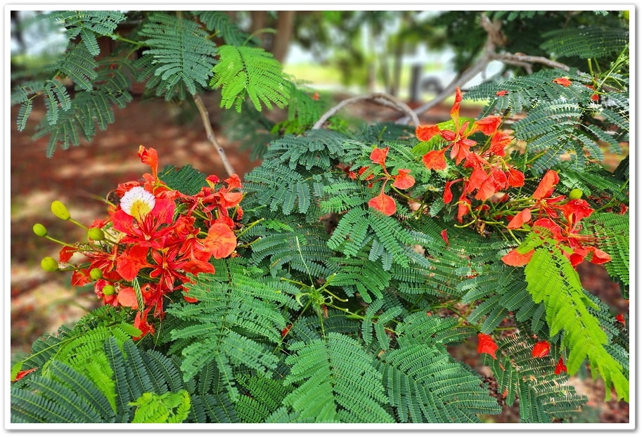 嘉義六腳鄉《王得祿墓園》鳳凰花一樹火紅的花朵‧伴隨太子太保長