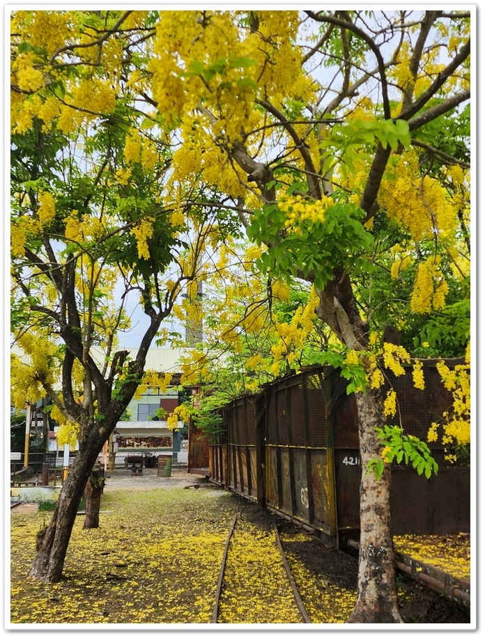 嘉義《蒜頭糖廠》阿勃勒網紅景點─西側大排旁『故宮南院北站牌』