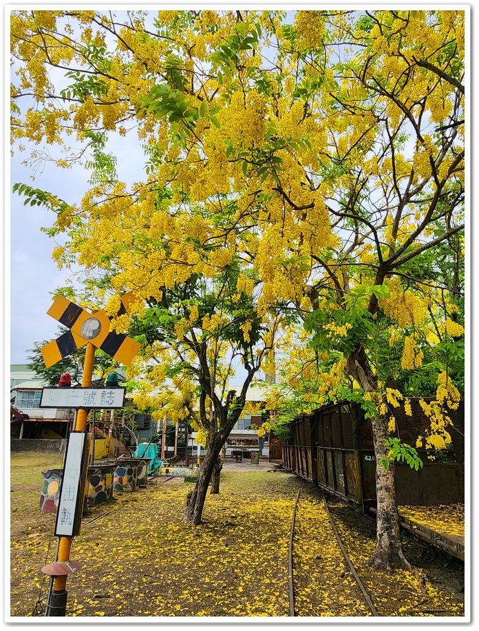 嘉義《蒜頭糖廠》阿勃勒網紅景點─西側大排旁『故宮南院北站牌』