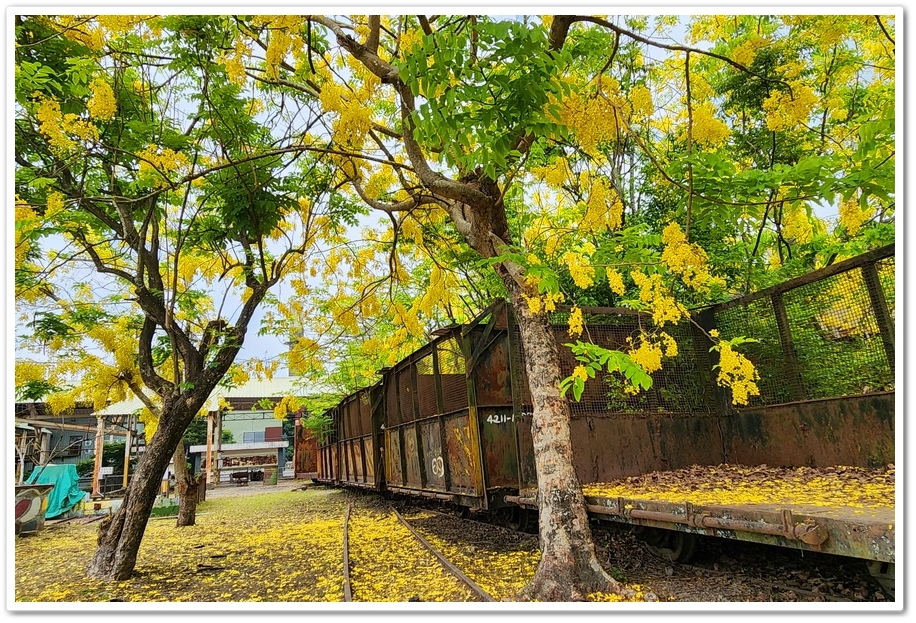 嘉義《蒜頭糖廠》阿勃勒網紅景點─西側大排旁『故宮南院北站牌』