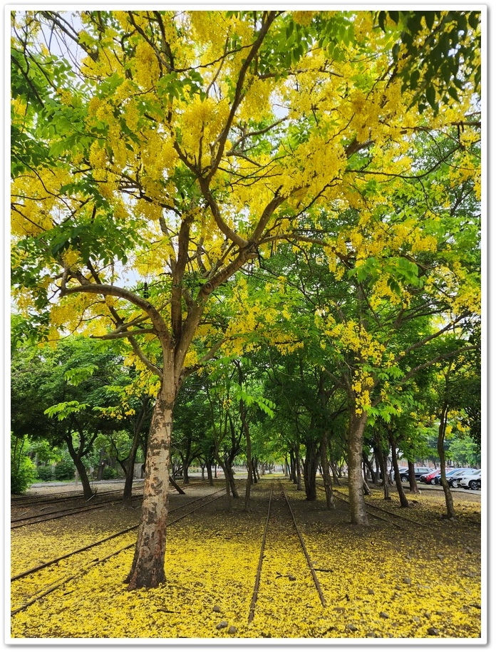 嘉義《蒜頭糖廠》阿勃勒網紅景點─西側大排旁『故宮南院北站牌』