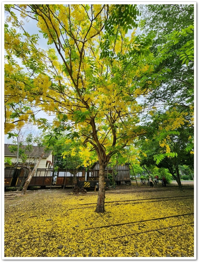 嘉義《蒜頭糖廠》阿勃勒網紅景點─西側大排旁『故宮南院北站牌』