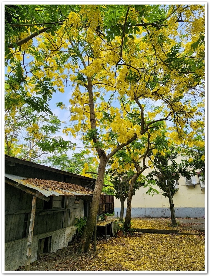 嘉義《蒜頭糖廠》阿勃勒網紅景點─西側大排旁『故宮南院北站牌』