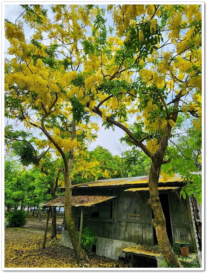 嘉義《蒜頭糖廠》阿勃勒網紅景點─西側大排旁『故宮南院北站牌』