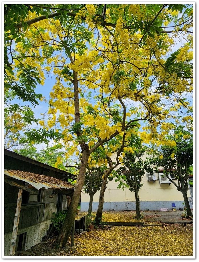 嘉義《蒜頭糖廠》阿勃勒網紅景點─西側大排旁『故宮南院北站牌』