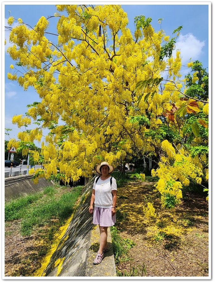 嘉義《蒜頭糖廠》阿勃勒網紅景點─西側大排旁『故宮南院北站牌』