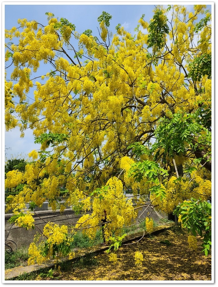 嘉義《蒜頭糖廠》阿勃勒網紅景點─西側大排旁『故宮南院北站牌』