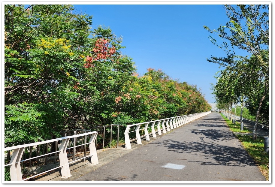 雲林北港《女兒橋》堤防欒樹大道─入秋後的賞花祕境