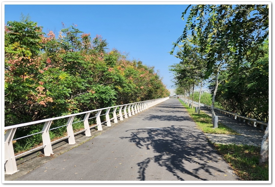 雲林北港《女兒橋》堤防欒樹大道─入秋後的賞花祕境