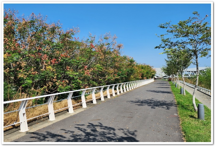 雲林北港《女兒橋》堤防欒樹大道─入秋後的賞花祕境