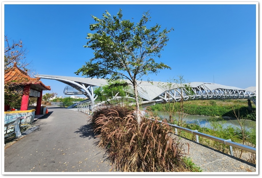 雲林北港《女兒橋》堤防欒樹大道─入秋後的賞花祕境