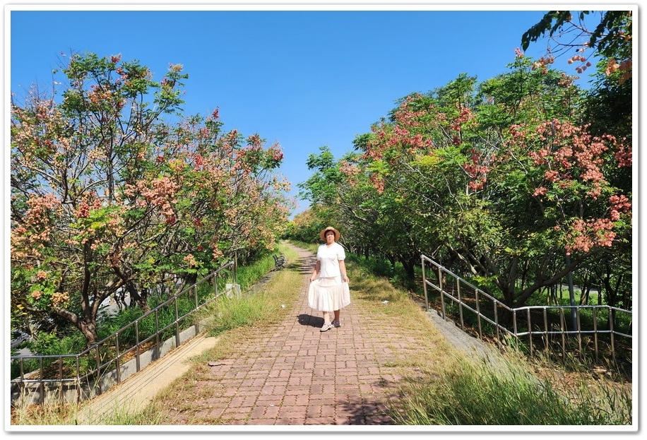 雲林北港《女兒橋》堤防欒樹大道─入秋後的賞花祕境