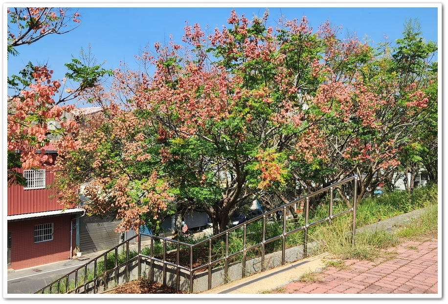 雲林北港《女兒橋》堤防欒樹大道─入秋後的賞花祕境