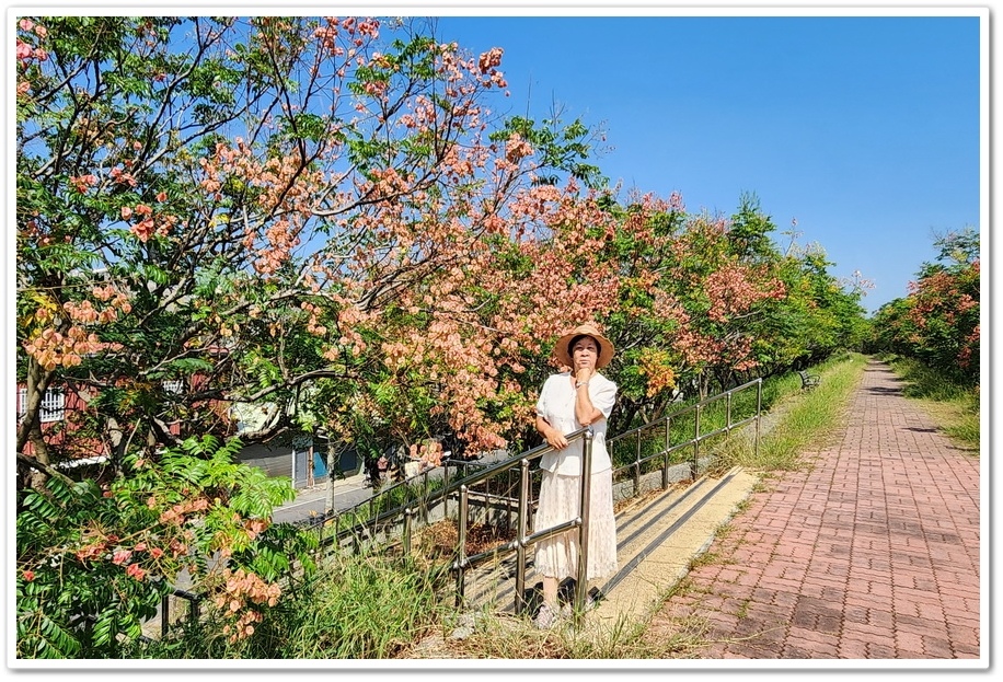 雲林北港《女兒橋》堤防欒樹大道─入秋後的賞花祕境