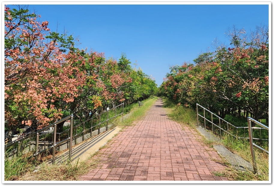 雲林北港《女兒橋》堤防欒樹大道─入秋後的賞花祕境