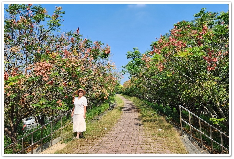 雲林北港《女兒橋》堤防欒樹大道─入秋後的賞花祕境