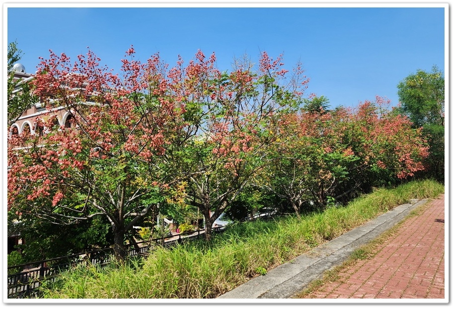 雲林北港《女兒橋》堤防欒樹大道─入秋後的賞花祕境