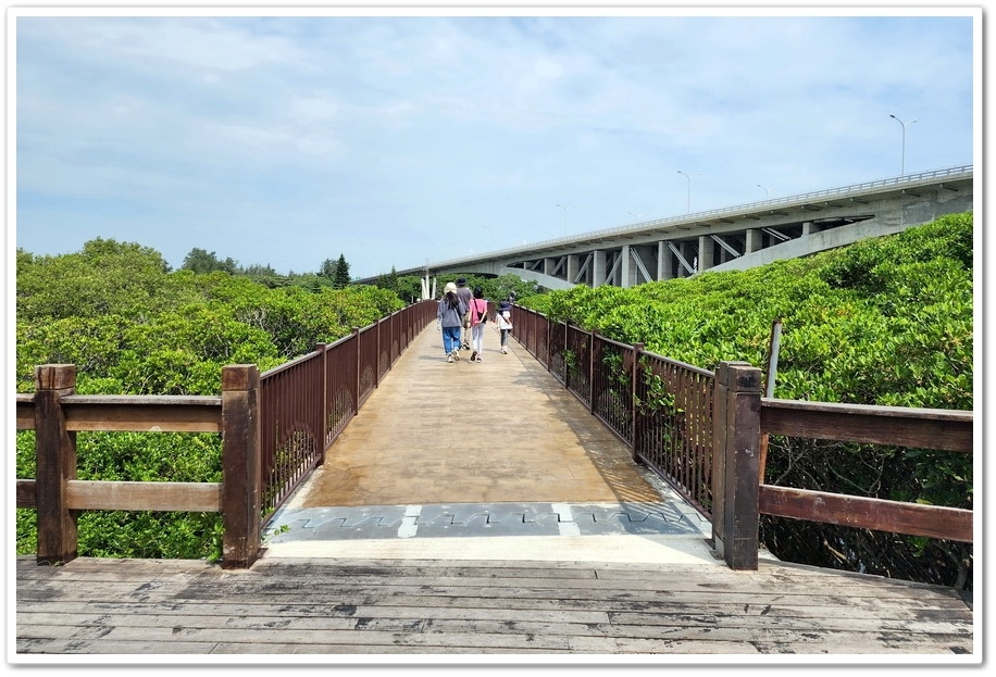 新竹《新豐紅樹林步道》龍貓隧道─水筆仔、海茄苳、招潮蟹重新回