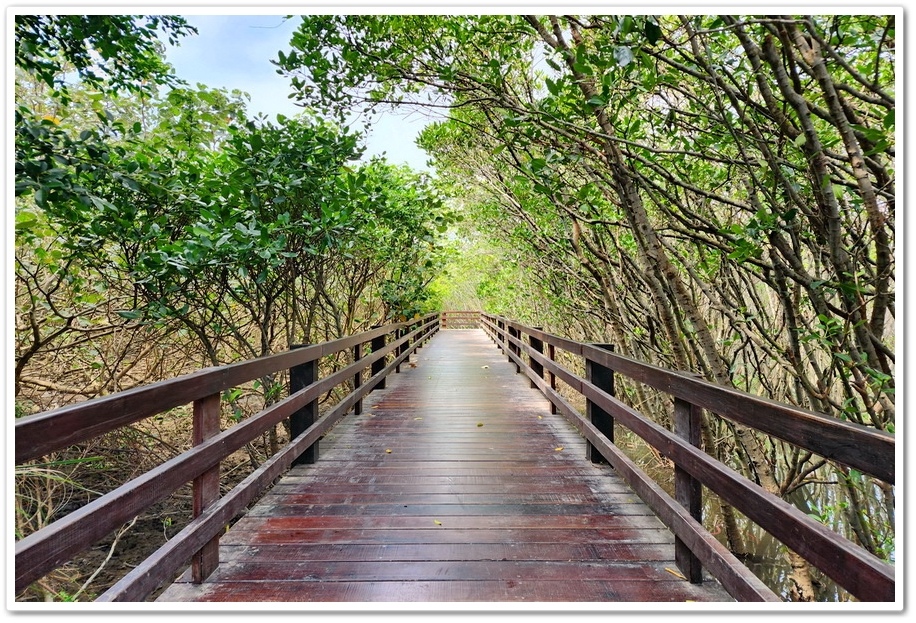 新竹《新豐紅樹林步道》龍貓隧道─水筆仔、海茄苳、招潮蟹重新回