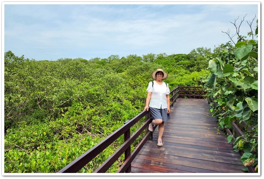 新竹《新豐紅樹林步道》龍貓隧道─水筆仔、海茄苳、招潮蟹重新回