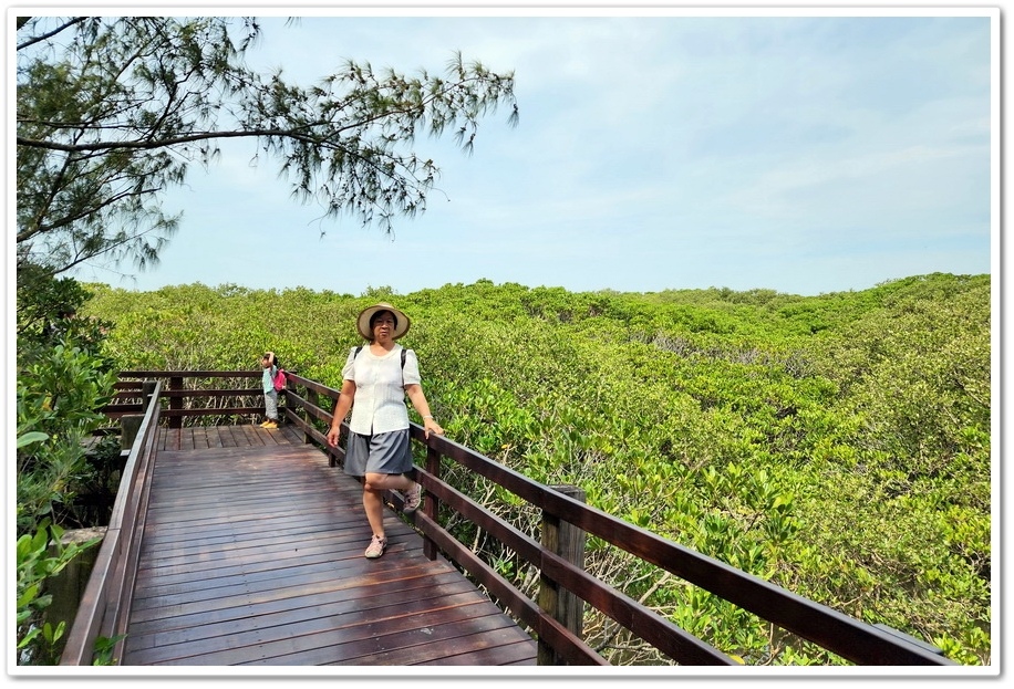 新竹《新豐紅樹林步道》龍貓隧道─水筆仔、海茄苳、招潮蟹重新回