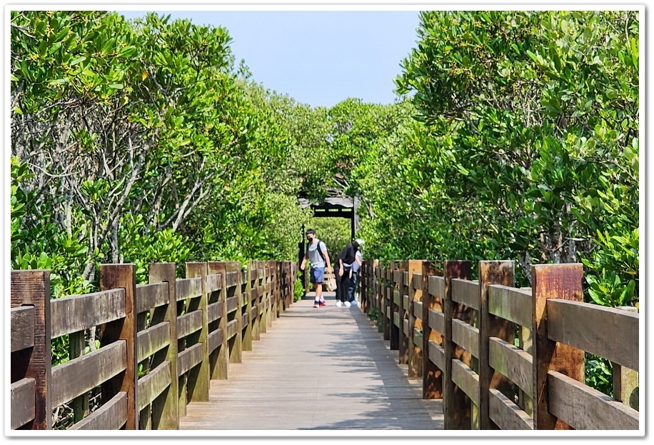 新竹《新豐紅樹林步道》龍貓隧道─水筆仔、海茄苳、招潮蟹重新回