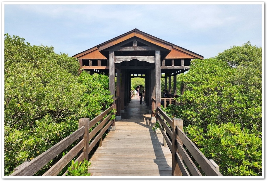 新竹《新豐紅樹林步道》龍貓隧道─水筆仔、海茄苳、招潮蟹重新回