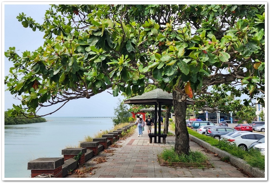 新竹《新豐紅樹林步道》龍貓隧道─水筆仔、海茄苳、招潮蟹重新回