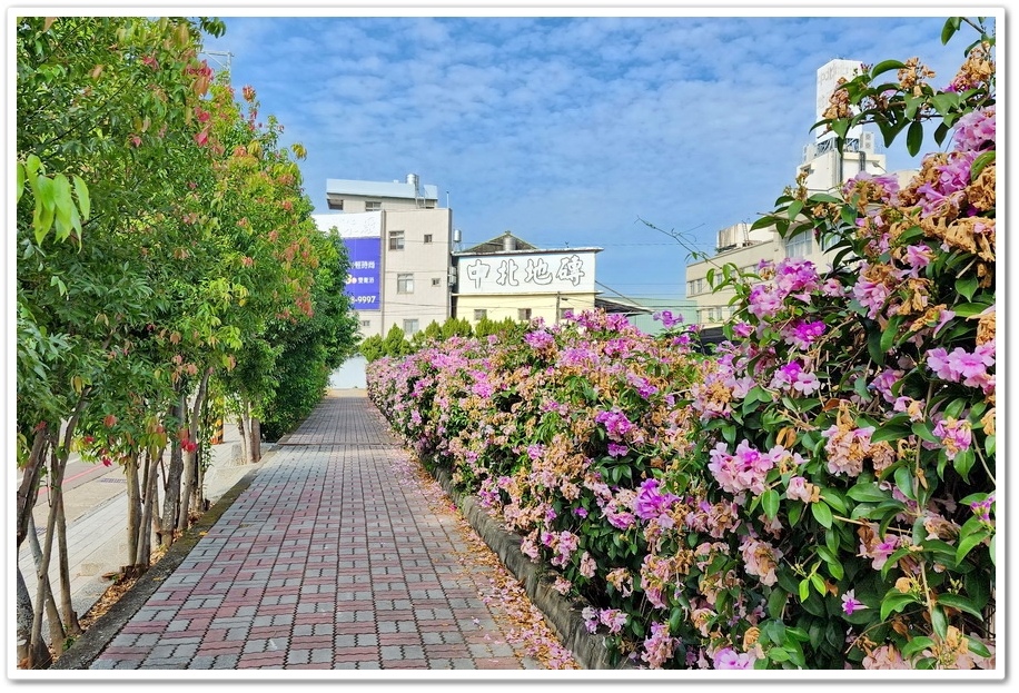 台中后里《月眉國小》蒜香藤─在秋日裡限定的美景