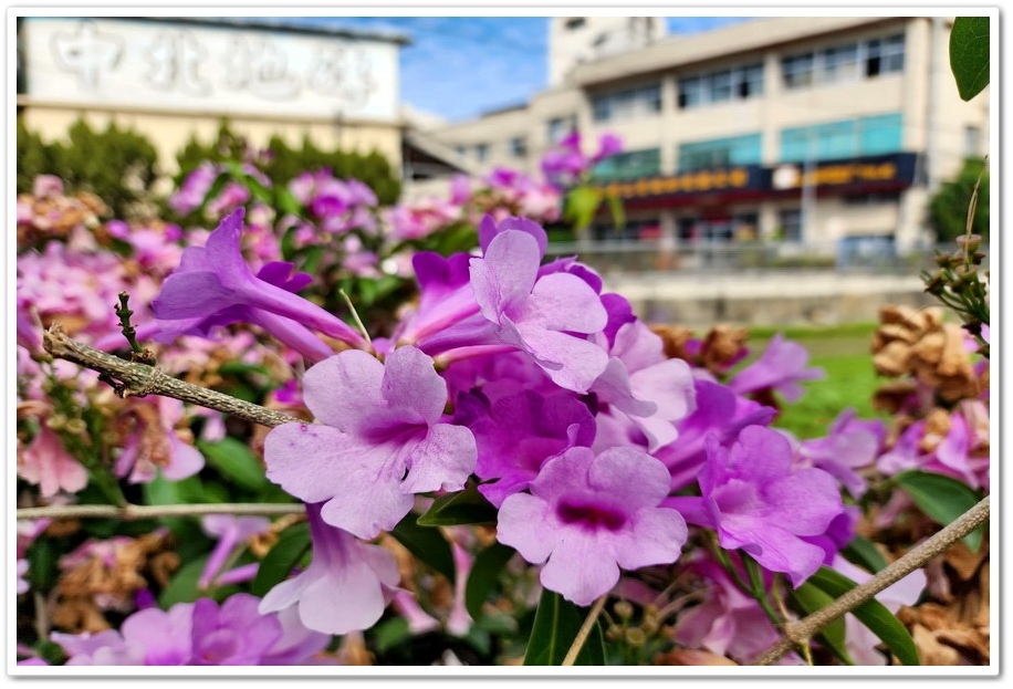 台中后里《月眉國小》蒜香藤─在秋日裡限定的美景