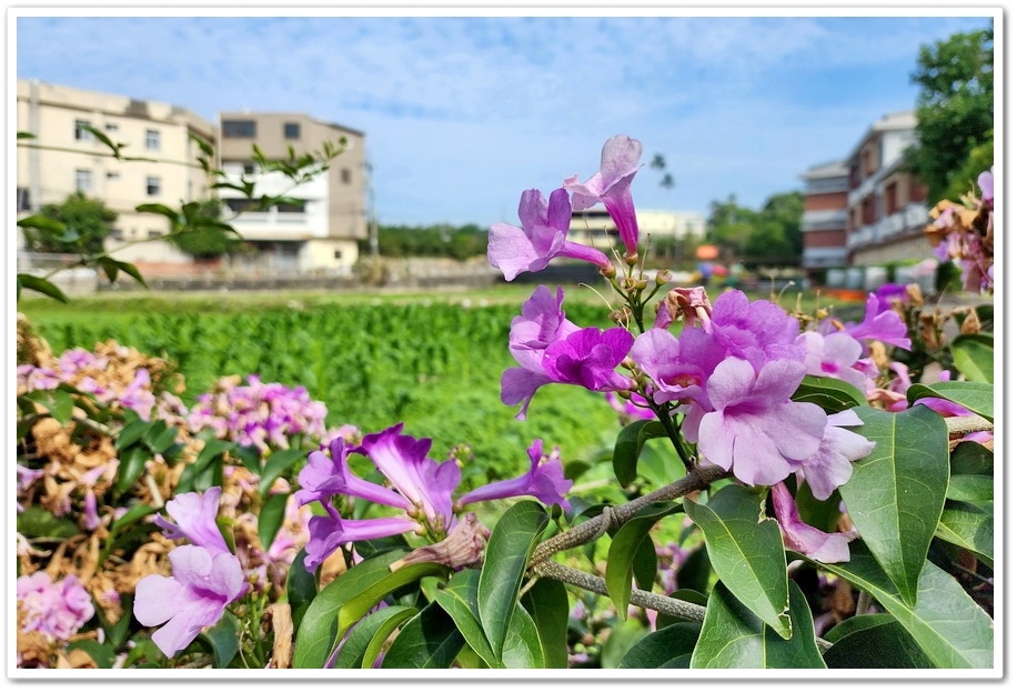 台中后里《月眉國小》蒜香藤─在秋日裡限定的美景