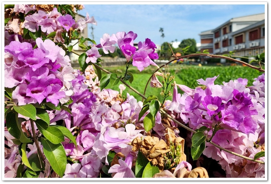 台中后里《月眉國小》蒜香藤─在秋日裡限定的美景