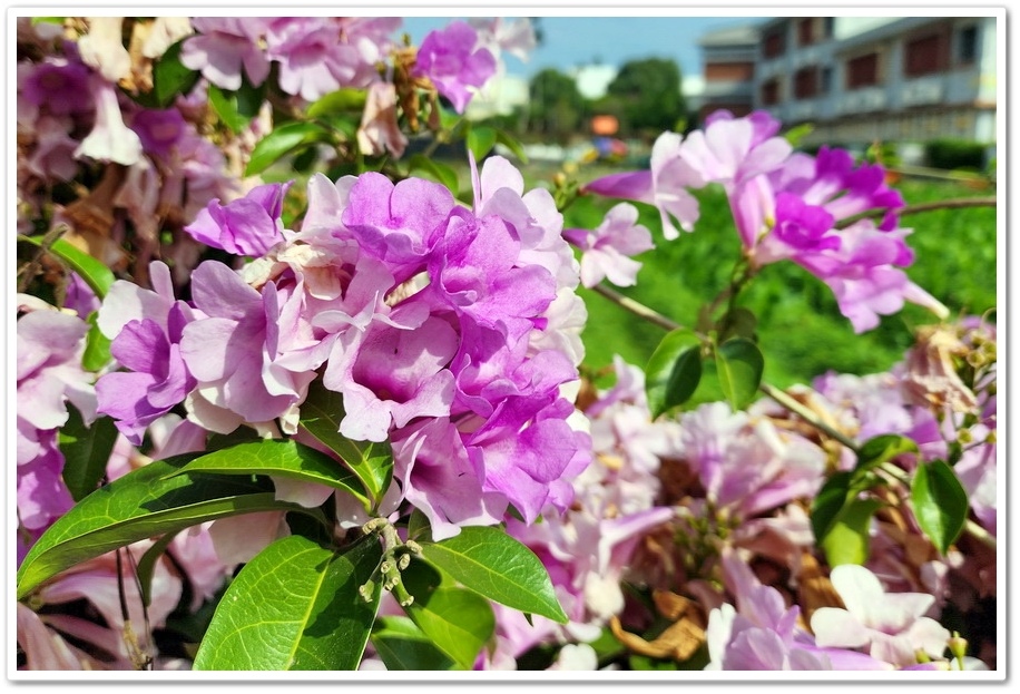 台中后里《月眉國小》蒜香藤─在秋日裡限定的美景