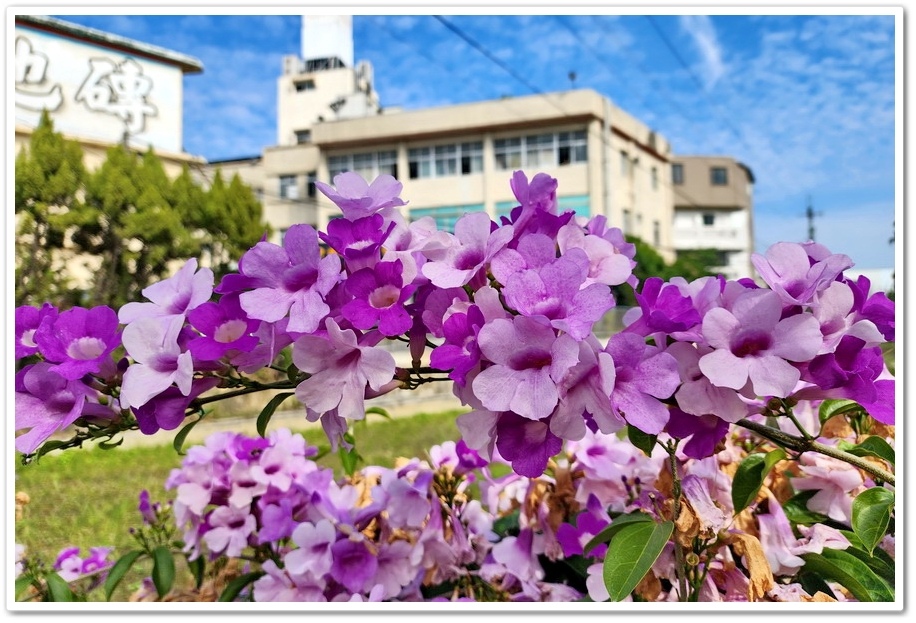 台中后里《月眉國小》蒜香藤─在秋日裡限定的美景