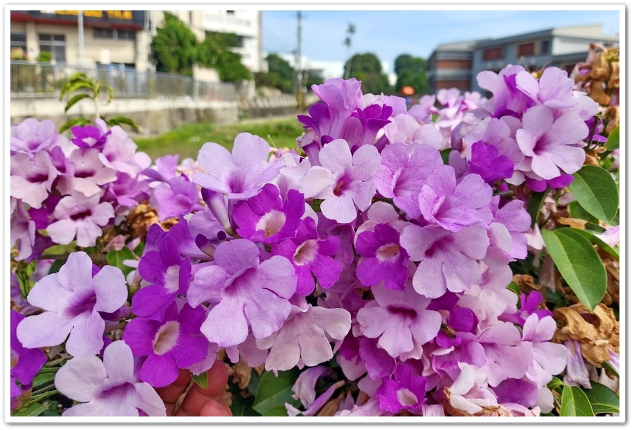 台中后里《月眉國小》蒜香藤─在秋日裡限定的美景