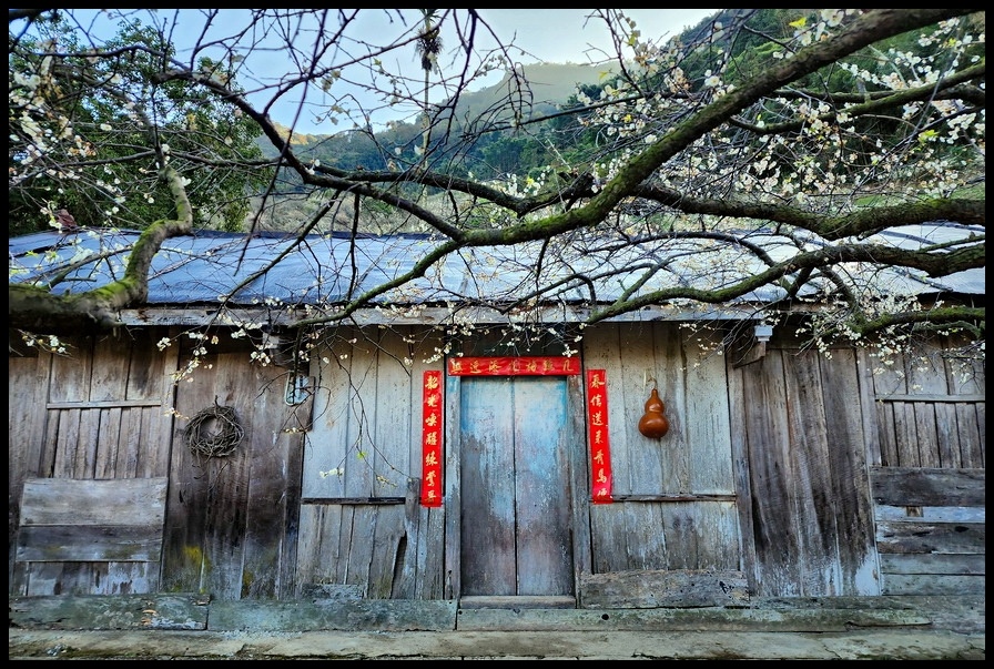 南投信義鄉外坪頂《蔡家秘境梅園》梅花搭配古厝意境超美！