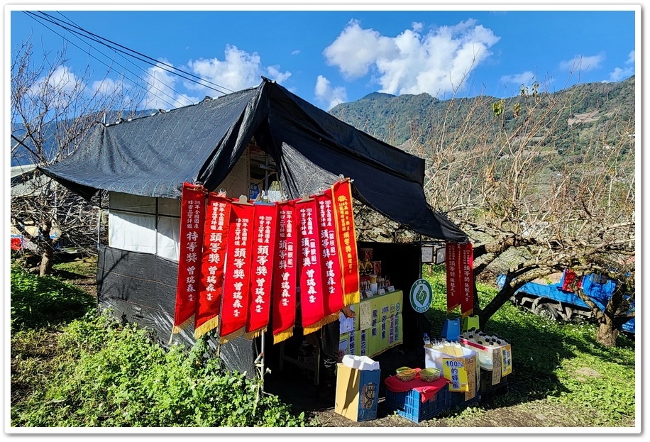 南投信義鄉外坪頂《蔡家秘境梅園》梅花搭配古厝意境超美！