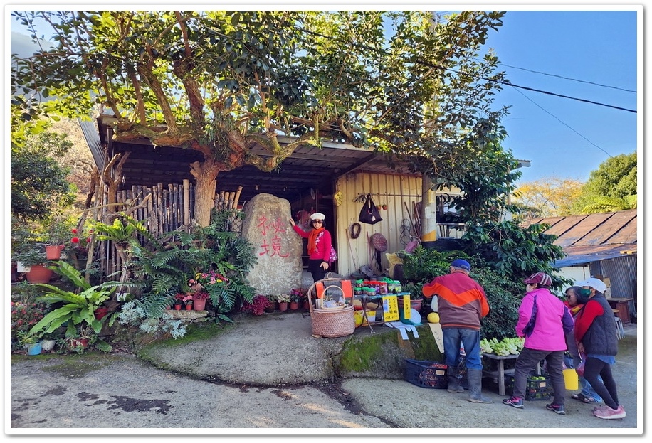 南投信義鄉外坪頂《蔡家秘境梅園》梅花搭配古厝意境超美！