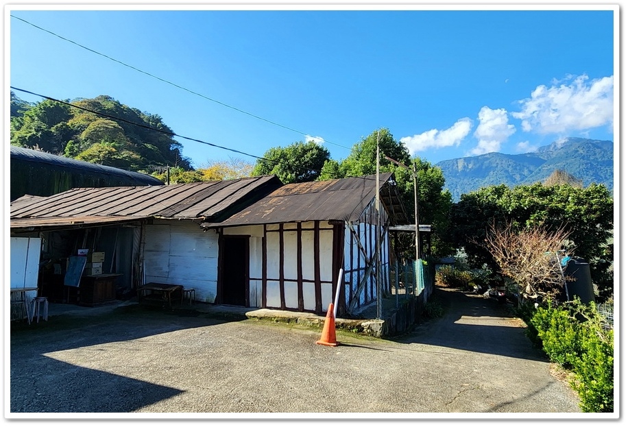 南投信義鄉外坪頂《蔡家秘境梅園》梅花搭配古厝意境超美！