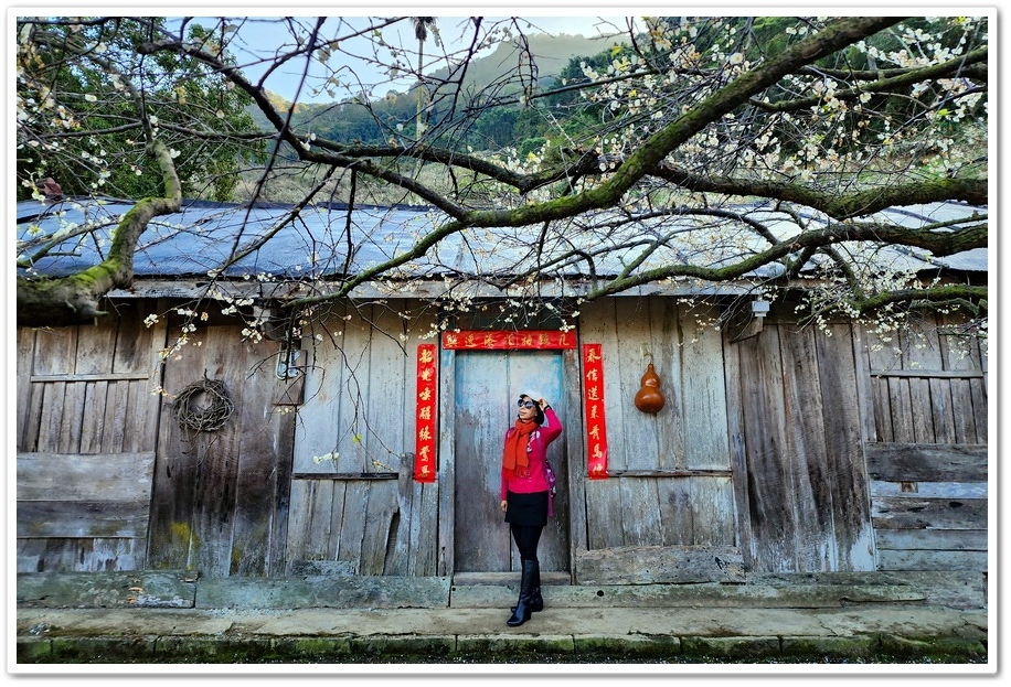 南投信義鄉外坪頂《蔡家秘境梅園》梅花搭配古厝意境超美！