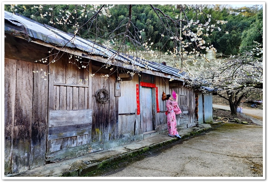 南投信義鄉外坪頂《蔡家秘境梅園》梅花搭配古厝意境超美！