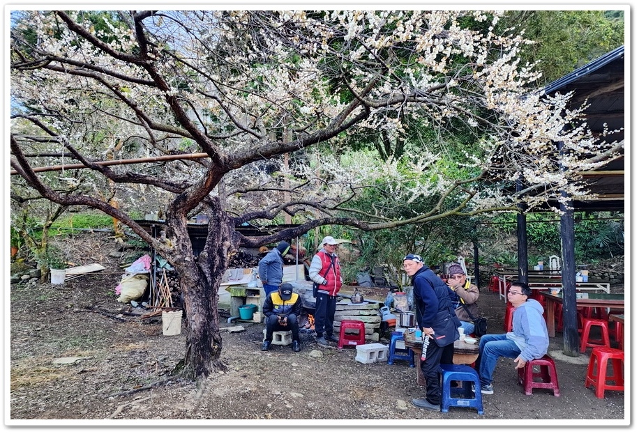 南投信義鄉外坪頂《蔡家秘境梅園》梅花搭配古厝意境超美！