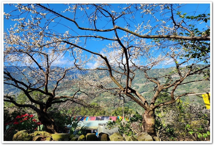 南投信義鄉外坪頂《蔡家秘境梅園》梅花搭配古厝意境超美！