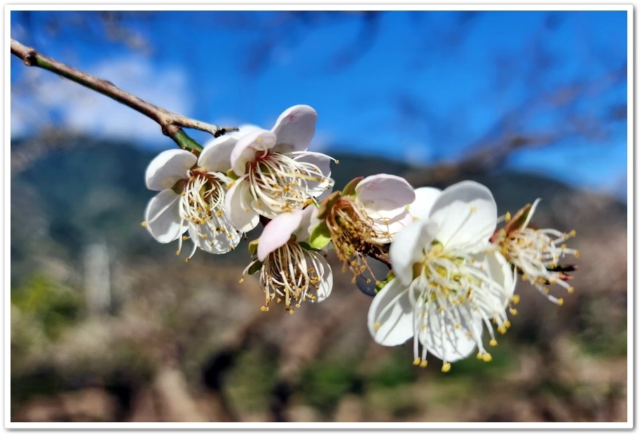 南投信義鄉外坪頂《蔡家秘境梅園》梅花搭配古厝意境超美！