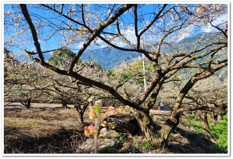 南投信義鄉外坪頂《蔡家秘境梅園》梅花搭配古厝意境超美！