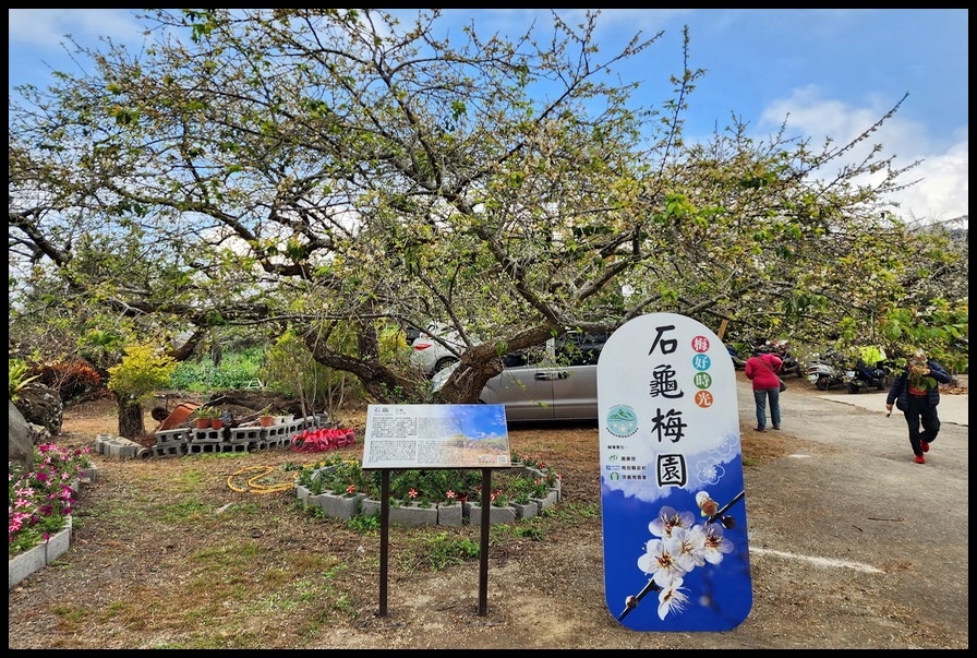 南投信義鄉烏松崙《石龜梅園》梅花與油菜花海唯美浪漫