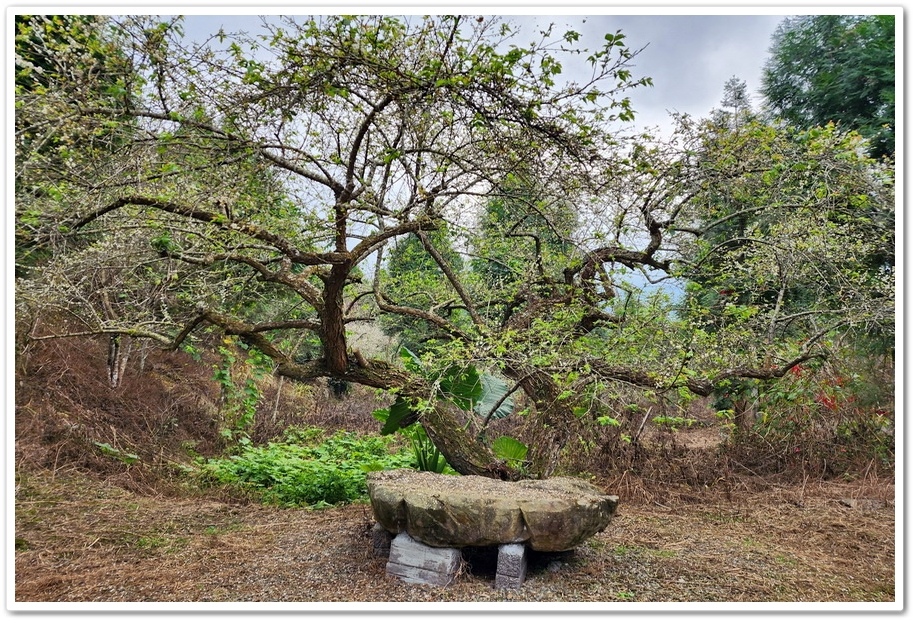 南投信義鄉烏松崙《石龜梅園》梅花與油菜花海唯美浪漫