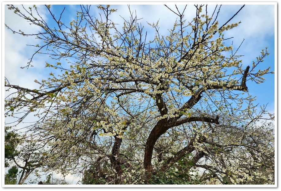 南投信義鄉烏松崙《石龜梅園》梅花與油菜花海唯美浪漫